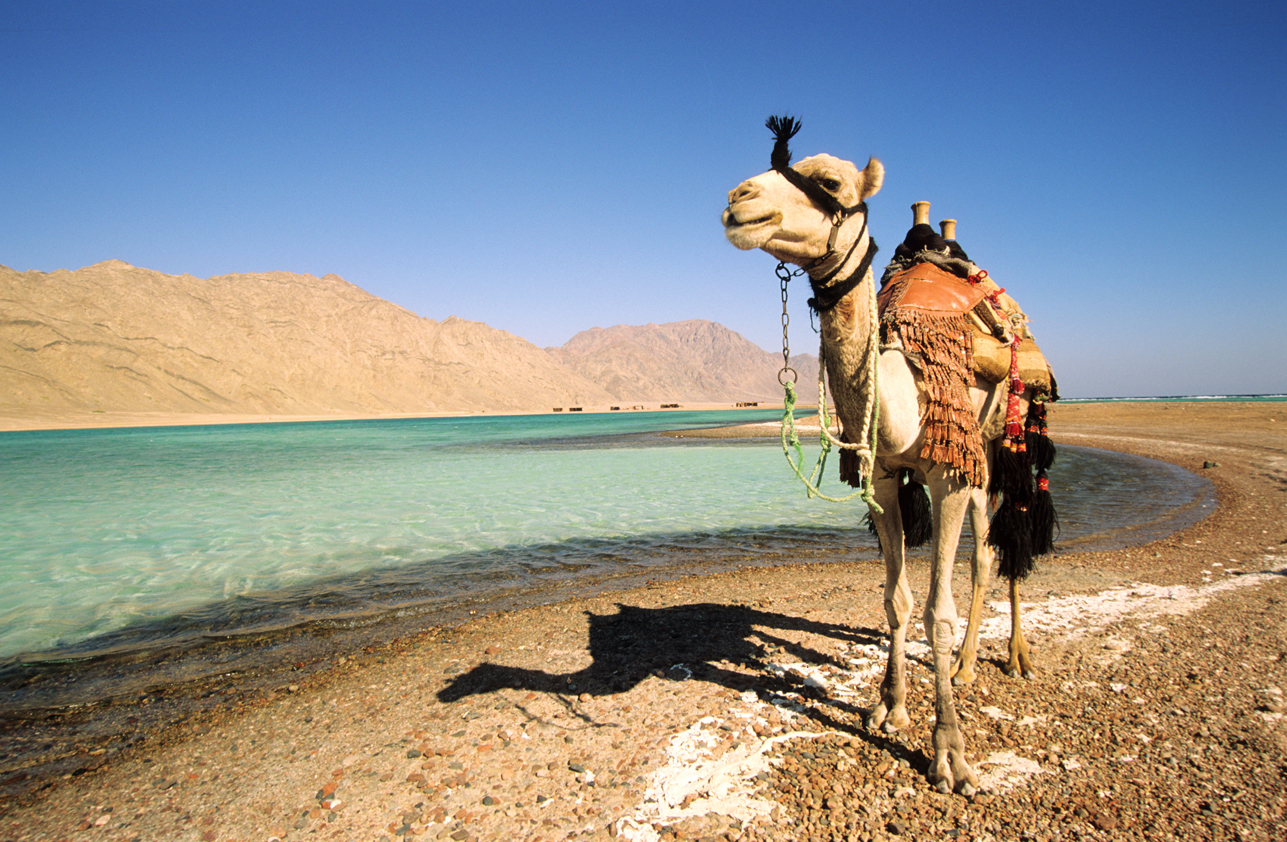 Egypte, Sinaï, dromadaire et lagune de la réserve naturelle d'Abu Galum